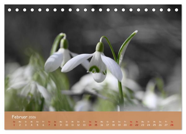 Produktbild: Der Zauber steckt immer im Detail (Tischkalender 2026 DIN A5 quer), CALVENDO Monatskalender