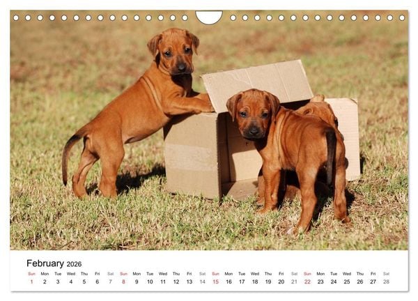 Produktbild: Rhodesian Ridgeback Puppies (Wall Calendar 2026 DIN A4 landscape), CALVENDO 12 Month Wall Calendar