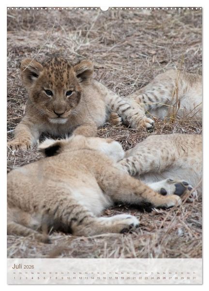 Produktbild: L&ouml;wen in Sabi Sands (Wandkalender 2026 DIN A2 hoch), CALVENDO Monatskalender