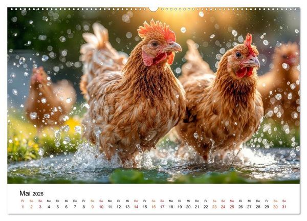Produktbild: H&uuml;hner - gefiedert durchs Jahr (Wandkalender 2026 DIN A2 quer), CALVENDO Monatskalender