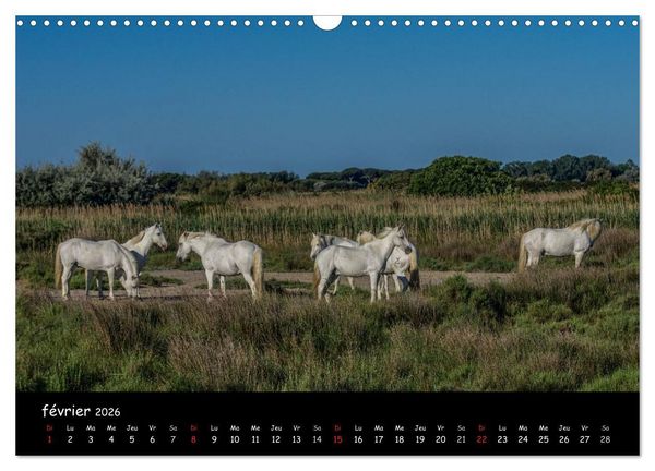 Produktbild: Cheval camarguais (Calendrier mural 2026 DIN A3 vertical), CALVENDO calendrier mensuel