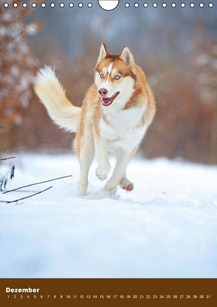 Produktbild: Hundekalender - Nordische Sch&ouml;nheiten (Wandkalender immerw&auml;hrend DIN A4 hoch)