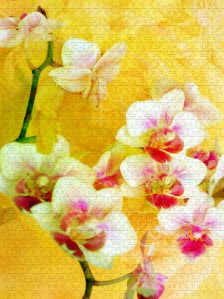 Produktbild: CALVENDO Puzzle Sonnige Orchideen | 1000 Teile Lege-Gr&ouml;&szlig;e 64x48cm Foto-Puzzle f&uuml;r gl&uuml;ckliche Stunden