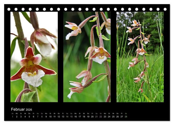 Produktbild: Heimische Orchideen im Dreierpack (Tischkalender 2026 DIN A5 quer), CALVENDO Monatskalender