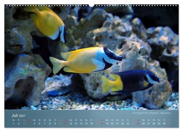 Produktbild: Bunte Riffbewohner - Fische, Anemonen und noch viel mehr (hochwertiger Premium Wandkalender 2027 DIN A2 quer), Kunstdruck in Hochglanz