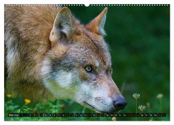 Produktbild: Begegnung mit dem Wolf (hochwertiger Premium Wandkalender 2026 DIN A2 quer), Kunstdruck in Hochglanz