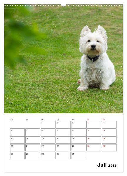 Produktbild: West Highland White Terrier - Herzensbrecher auf vier Pfoten (Wandkalender 2026 DIN A2 hoch), CALVENDO Monatskalender