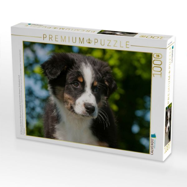 Produktbild: CALVENDO Puzzle Ein Motiv aus dem Kalender Bekannt wie ein bunter Hund. Australian Shepherd - Familienplaner hoch | 1000 Teile Lege-Gr&ouml;&szlig;e 64x48cm Foto