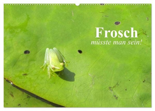 Produktbild: Frosch m&uuml;sste man sein! (Wandkalender 2026 DIN A2 quer), CALVENDO Monatskalender