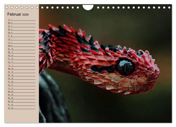 Produktbild: Giftschlangen (Wandkalender 2026 DIN A4 quer), CALVENDO Monatskalender