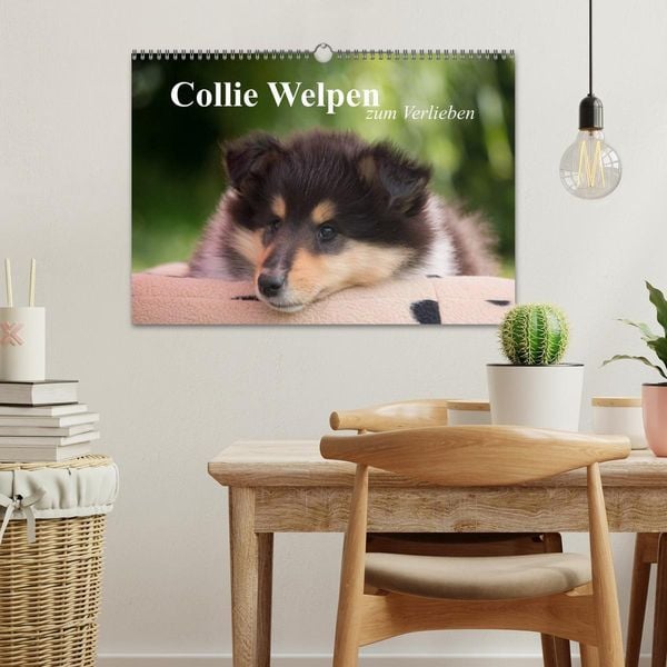Produktbild: Collie Welpen zum Verlieben (Wandkalender 2026 DIN A3 quer), CALVENDO Monatskalender