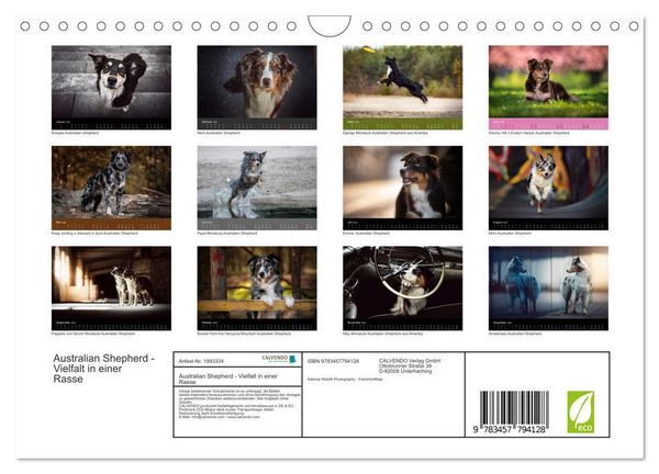 Produktbild: Australian Shepherd - Vielfalt in einer Rasse (Wandkalender 2026 DIN A4 quer), CALVENDO Monatskalender