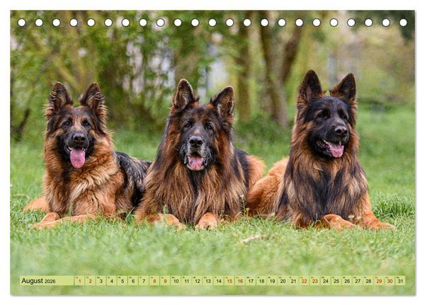 Produktbild: Altdeutsche Sch&auml;ferhunde - Traumhafte Sch&auml;ferhunde Langstockhaar (Tischkalender 2026 DIN A5 quer), CALVENDO Monatskalender