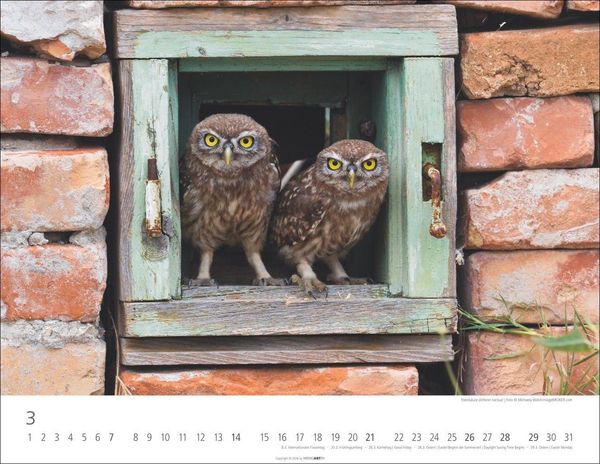 Produktbild: Eulen Kalender 2027