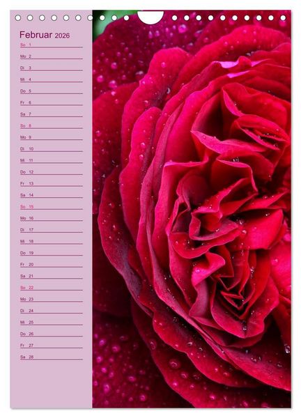 Produktbild: Rosen Symphonie (Wandkalender 2026 DIN A4 hoch), CALVENDO Monatskalender