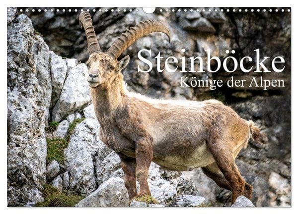 Steinböcke - Majestätische Tiere der Alpen (Wandkalender 2026 DIN A3 quer), CALVENDO Monatskalender