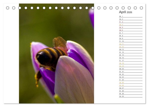 Produktbild: Kleine Wunder vor der Haust&uuml;r (Tischkalender 2026 DIN A5 quer), CALVENDO Monatskalender