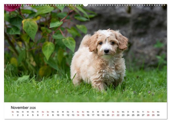 Produktbild: Maltipoo Welpen (hochwertiger Premium Wandkalender 2026 DIN A2 quer), Kunstdruck in Hochglanz
