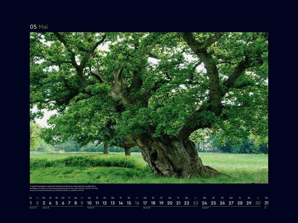 Produktbild: Alte B&auml;ume, Sinnbilder des Lebens - KUNTH Wandkalender 2027