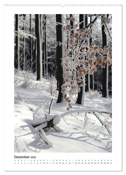 Produktbild: Mein Sehnsuchtsort, der Wald (Wandkalender 2026 DIN A2 hoch), CALVENDO Monatskalender