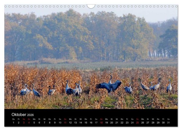Produktbild: Vier Jahreszeiten im Havelland (Wandkalender 2026 DIN A3 quer), CALVENDO Monatskalender