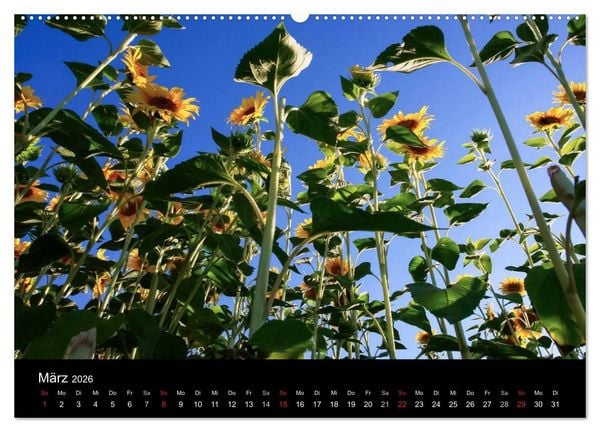 Produktbild: Sonnenblumen (Wandkalender 2026 DIN A2 quer), CALVENDO Monatskalender