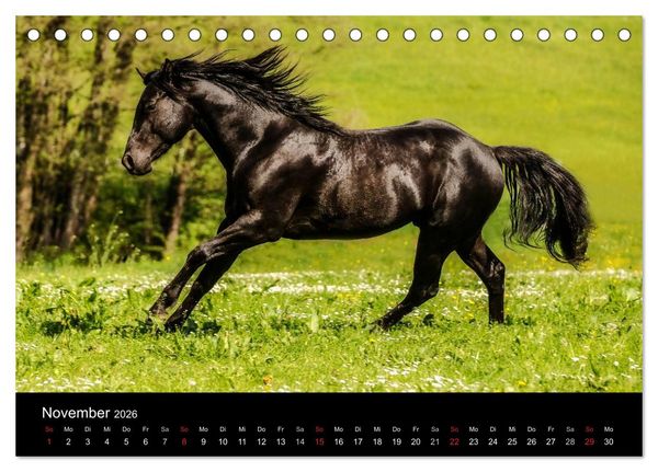 Produktbild: Pferde Tr&auml;ume (Tischkalender 2026 DIN A5 quer), CALVENDO Monatskalender