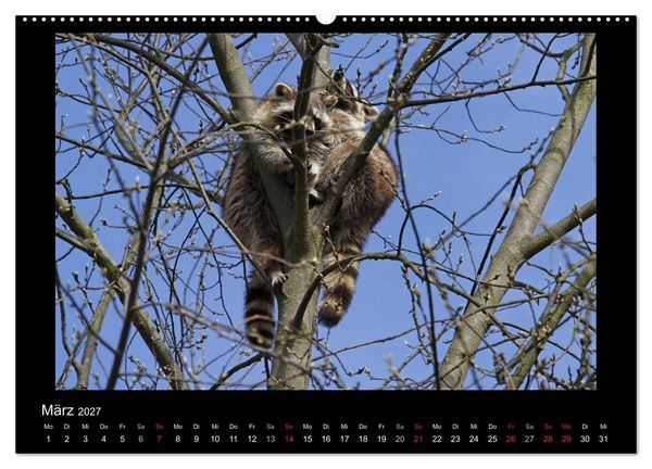Produktbild: Waschb&auml;ren (hochwertiger Premium Wandkalender 2027 DIN A2 quer), Kunstdruck in Hochglanz