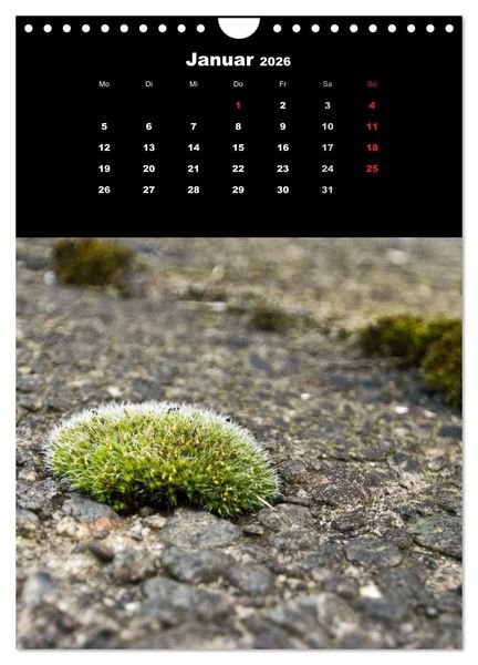 Produktbild: Die Welt der Moose. Ein Blick nach unten (Wandkalender 2026 DIN A4 hoch), CALVENDO Monatskalender