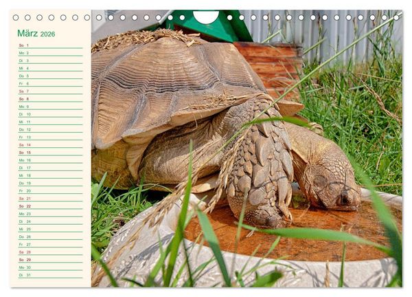 Produktbild: Meine Schildkr&ouml;ten - Geburtstagskalender (Wandkalender 2026 DIN A4 quer), CALVENDO Monatskalender