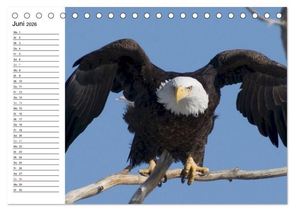 Produktbild: Wei&szlig;kopfseeadler. Symbol der Freiheit (Tischkalender 2026 DIN A5 quer), CALVENDO Monatskalender