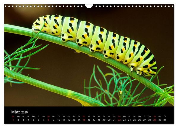 Produktbild: Schmetterlinge (Wandkalender 2026 DIN A3 quer), CALVENDO Monatskalender