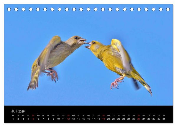 Produktbild: Singv&ouml;gel in Deutschland (Tischkalender 2026 DIN A5 quer), CALVENDO Monatskalender