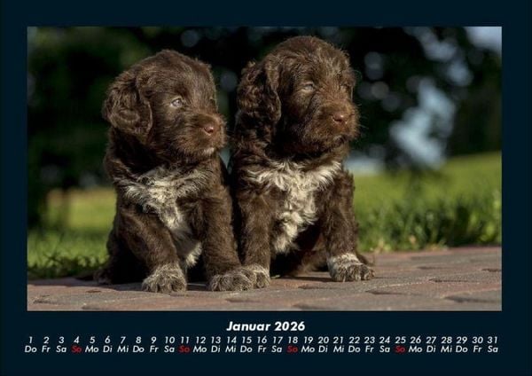 Produktbild: Welpen 2026 Fotokalender DIN A4