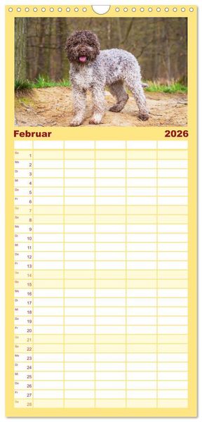 Produktbild: Familienplaner 2026 - Lagotto Romagnolo - der Tr&uuml;ffelhund Italiens mit 5 Spalten (Wandkalender, 21 x 45 cm) CALVENDO