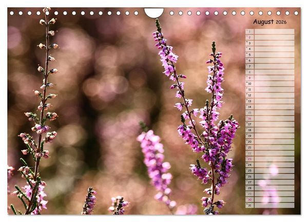 Produktbild: Heidespaziergang (Wandkalender 2026 DIN A4 quer), CALVENDO Monatskalender