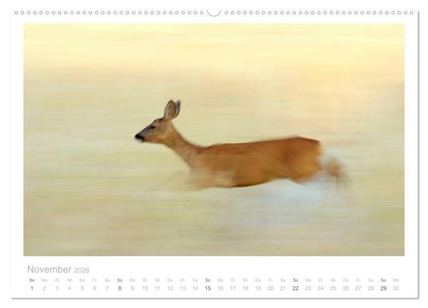 Produktbild: Rehwild 2026 (hochwertiger Premium Wandkalender 2026 DIN A2 quer), Kunstdruck in Hochglanz