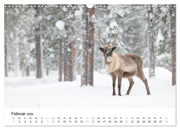 Produktbild: Tierwelt Skandinaviens (Wandkalender 2026 DIN A3 quer), CALVENDO Monatskalender
