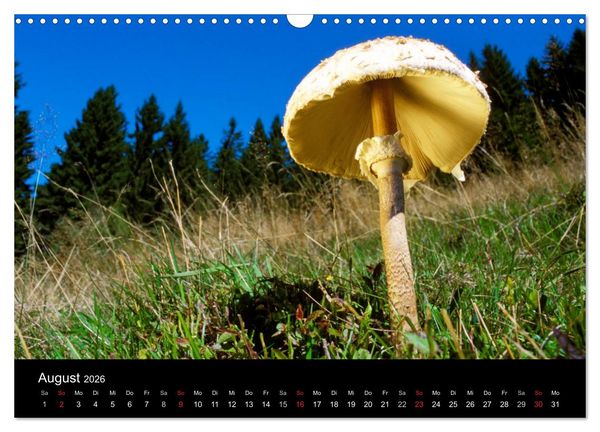 Produktbild: Pilze (Wandkalender 2026 DIN A3 quer), CALVENDO Monatskalender