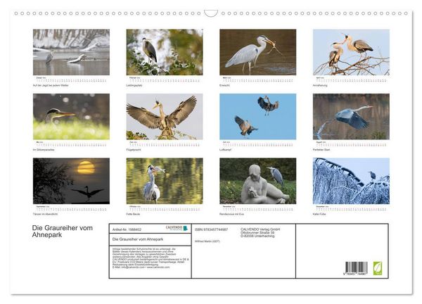Produktbild: Die Graureiher vom Ahnepark (Wandkalender 2026 DIN A2 quer), CALVENDO Monatskalender