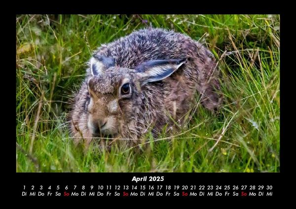 Produktbild: Der Tierkalender 2025 Fotokalender DIN A3