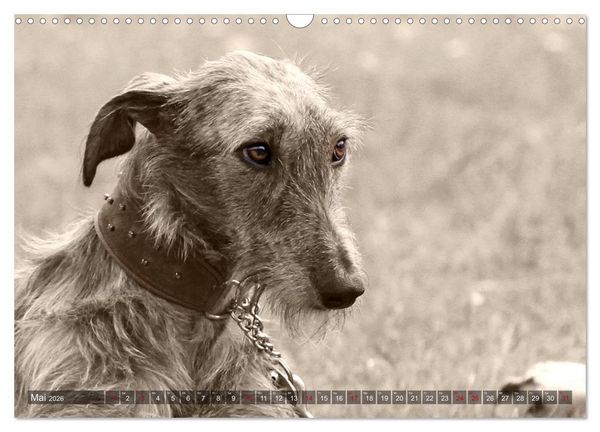 Produktbild: Galgo eye-catcher (Wandkalender 2026 DIN A3 quer), CALVENDO Monatskalender