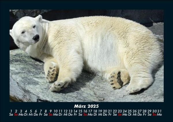 Produktbild: Pinguine & Eisb&auml;ren 2025 Fotokalender DIN A5