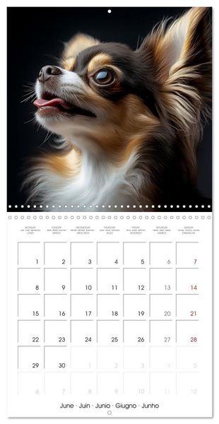 Produktbild: Cute Chihuahua (Wall Calendar 2026 12 &times; 12 Inch) CALVENDO 12 Month Wall Calendar
