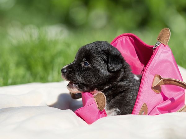 Produktbild: CALVENDO Puzzle Border Collie Welpe in Handtasche 1000 Teile Lege-Gr&ouml;&szlig;e 64 x 48 cm Foto-Puzzle Bild von Andrea Mayer Tierfotografie