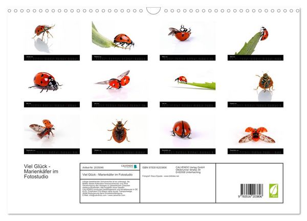 Produktbild: Viel Gl&uuml;ck - Marienk&auml;fer im Fotostudio (Wandkalender 2026 DIN A3 quer), CALVENDO Monatskalender