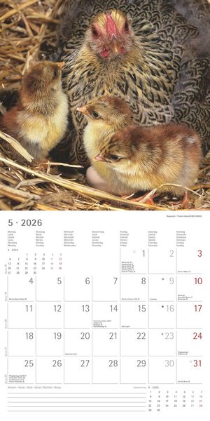 Produktbild: Hühner 2026 - Broschürenkalender 30x30 cm (30x60 geöffnet) - Kalender mit Platz für Notizen - Hühner - Bildkalender - Wandkalender - Hühnerkalender