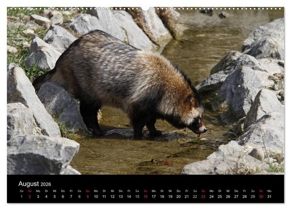 Produktbild: Marderhunde (hochwertiger Premium Wandkalender 2026 DIN A2 quer), Kunstdruck in Hochglanz