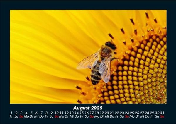 Produktbild: Bienen 2025 Fotokalender DIN A5