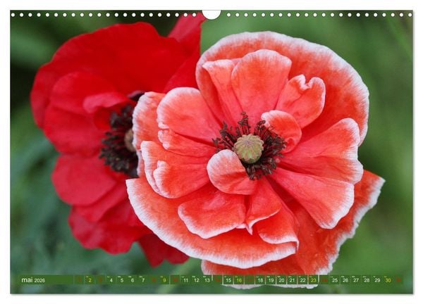 Produktbild: La beaut&eacute; des fleurs (Calendrier mural 2026 DIN A3 vertical), CALVENDO calendrier mensuel